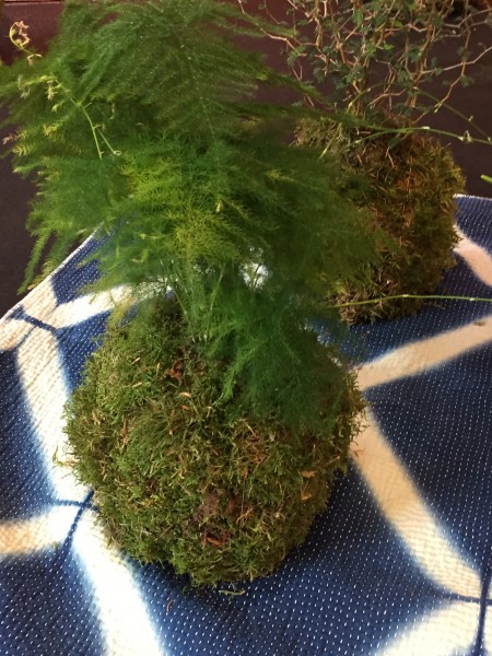 kokedama