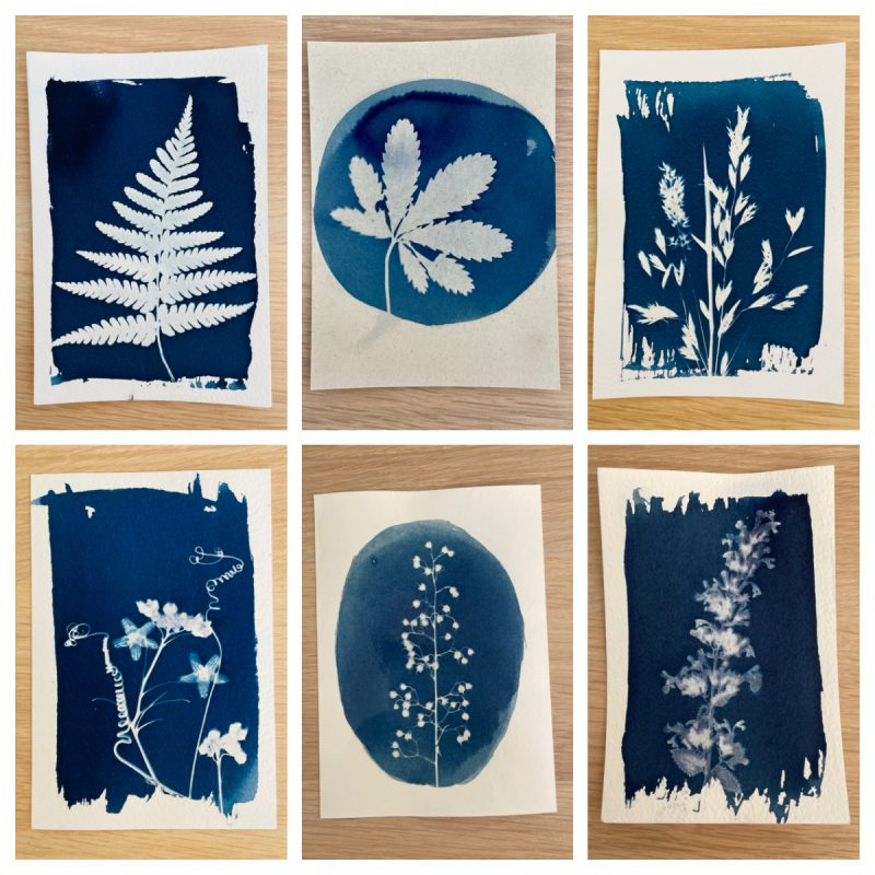 résultats cyanotype